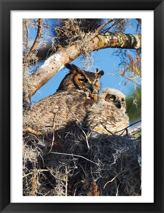 Framed Great Horned Owls Print