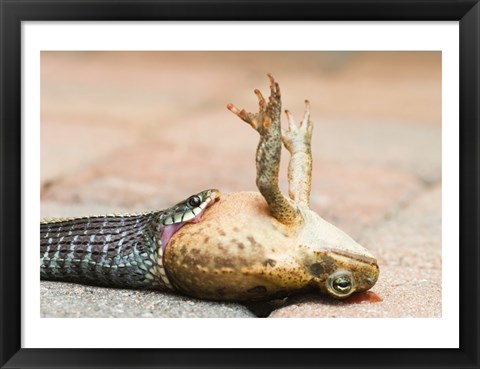 Framed Close-up of a snake eating a frog Print