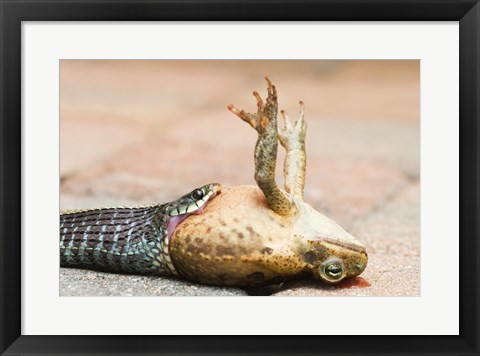 Framed Close-up of a snake eating a frog Print