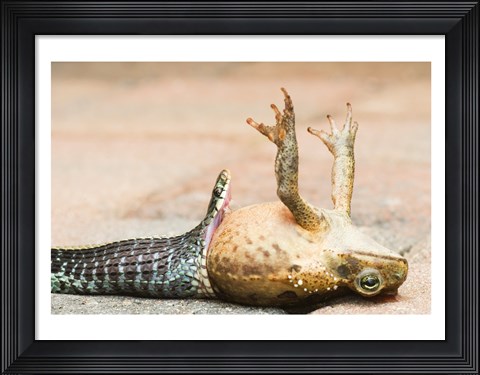 Framed Close-up of a snake eating a frog Print