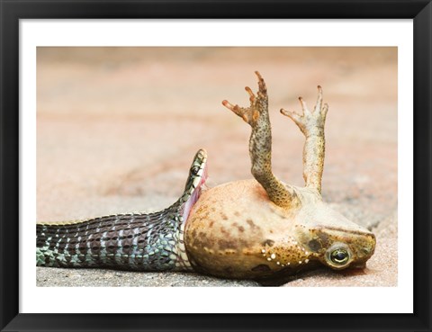 Framed Close-up of a snake eating a frog Print