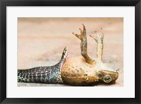 Framed Close-up of a snake eating a frog Print