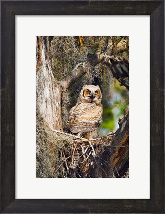 Framed Great Horned Owl in a Tree Print
