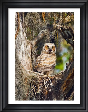 Framed Great Horned Owl in a Tree Print