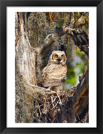 Framed Great Horned Owl in a Tree Print