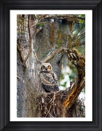 Framed Great Horned Owl in a Tree Print