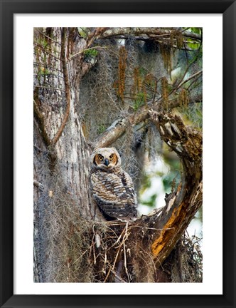 Framed Great Horned Owl in a Tree Print