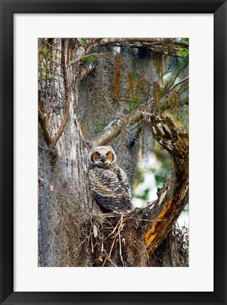 Framed Great Horned Owl in a Tree Print