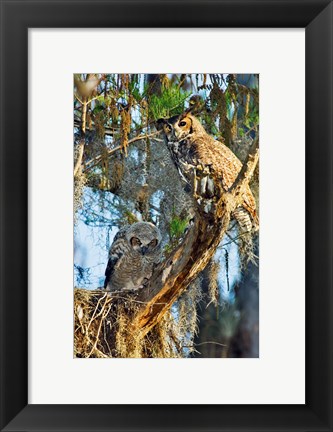 Framed Two Great Horned Owls Print
