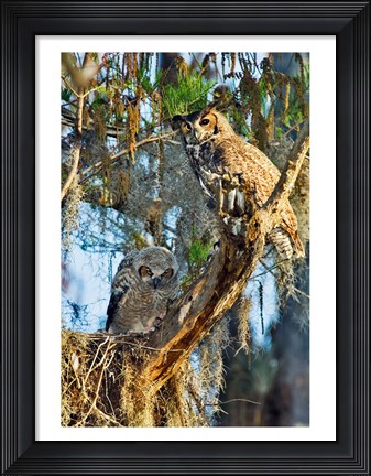 Framed Two Great Horned Owls Print