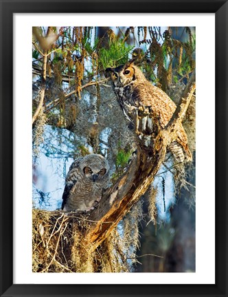 Framed Two Great Horned Owls Print