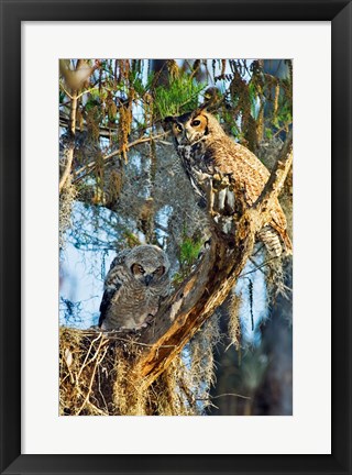 Framed Two Great Horned Owls Print