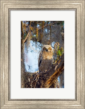 Framed Great Horned Owl Perching on Branch Print