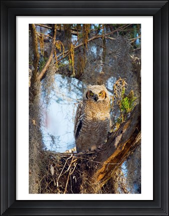 Framed Great Horned Owl Perching on Branch Print