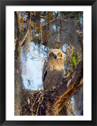 Framed Great Horned Owl Perching on Branch Print