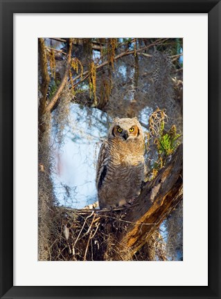 Framed Great Horned Owl Perching on Branch Print