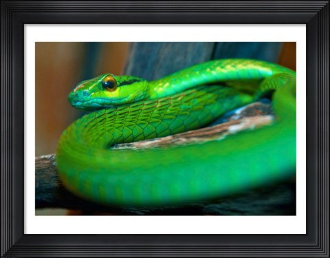 Framed Parrot snake Print