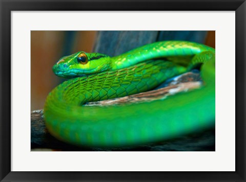 Framed Parrot snake Print