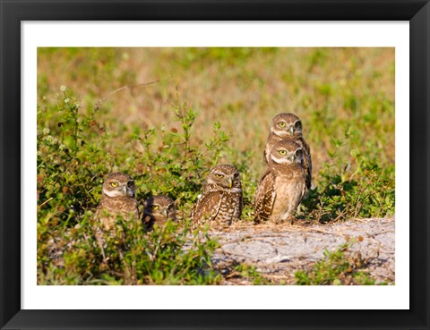 Framed Burrowing owl Print