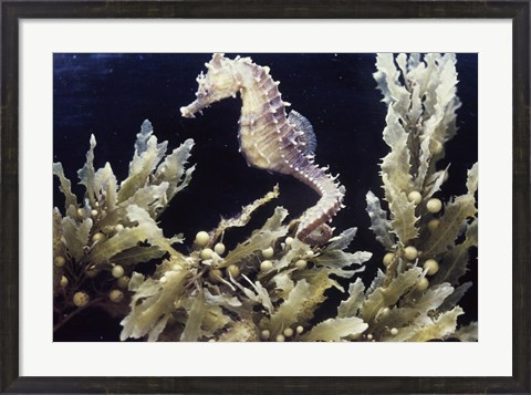 Framed Sea Horse photo Print