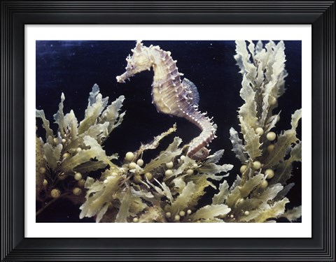 Framed Sea Horse photo Print