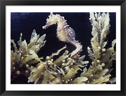 Framed Sea Horse photo Print