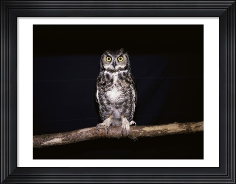 Framed Barred Owl Print