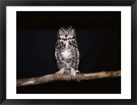 Framed Barred Owl Print