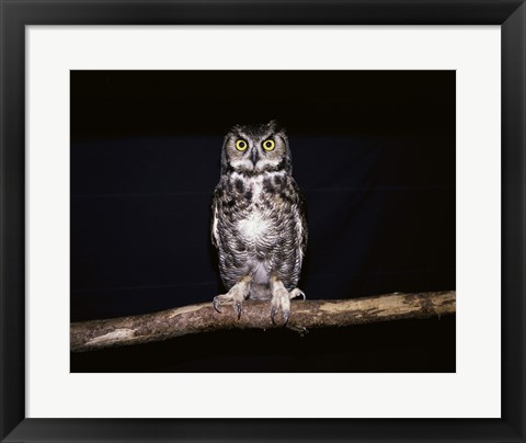 Framed Barred Owl Print