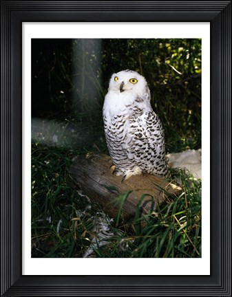 Framed Snowy owl sitting Print
