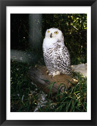 Framed Snowy owl sitting Print