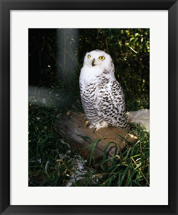 Framed Snowy owl sitting Print