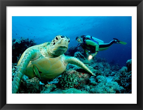 Framed Green Sea turtle - ocean Print