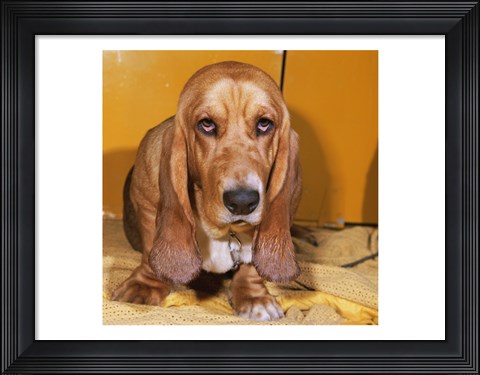 Framed Close-up of a Basset Hound Print
