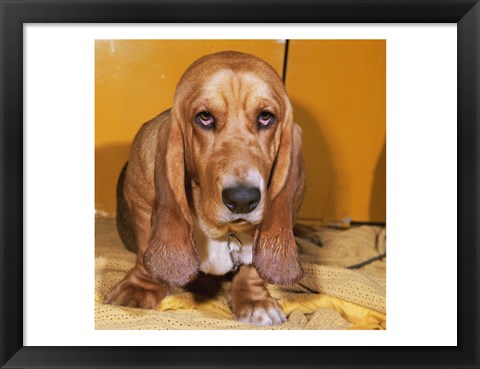 Framed Close-up of a Basset Hound Print