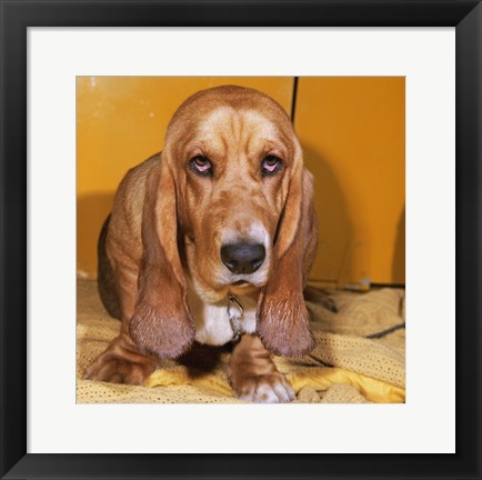 Framed Close-up of a Basset Hound Print