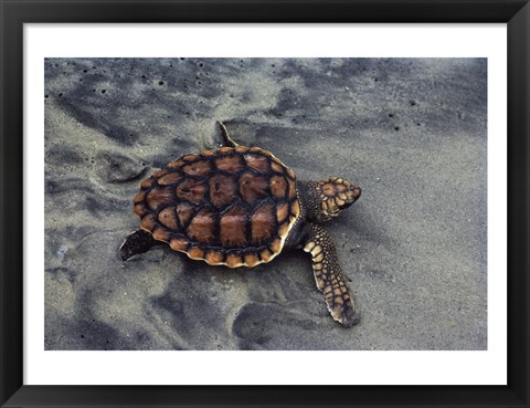 Framed Loggerhead Turtle (Yearling) Print