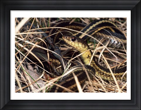 Framed Eastern Garter Snake Print