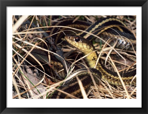 Framed Eastern Garter Snake Print