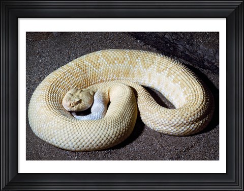 Framed Albino Rattlesnake Print