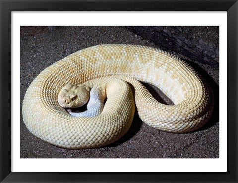 Framed Albino Rattlesnake Print