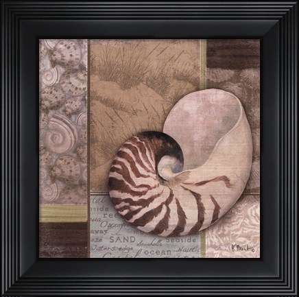 Framed Santa Rosa Shell II Print
