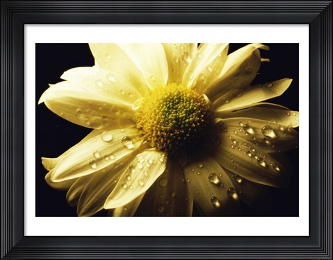 Framed Daisy Print