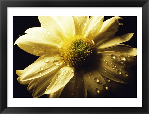 Framed Daisy Print