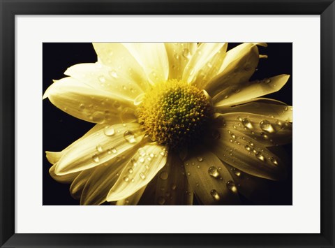 Framed Daisy Print