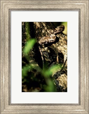Framed Close-up of a snake on the branch of a tree Print