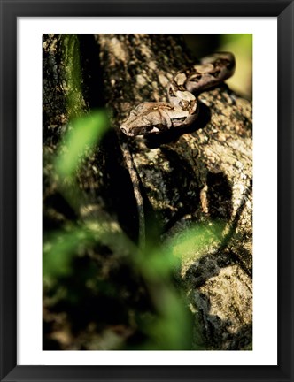 Framed Close-up of a snake on the branch of a tree Print