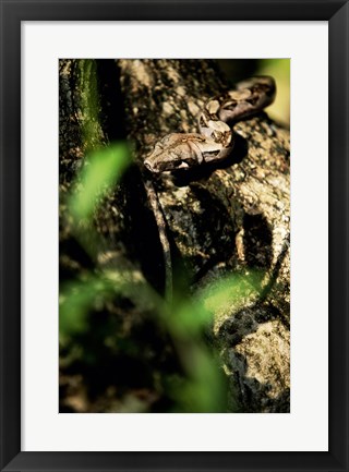 Framed Close-up of a snake on the branch of a tree Print