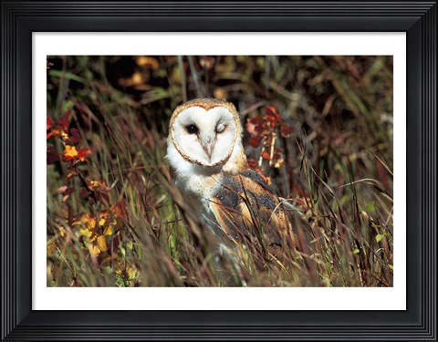 Framed Owl Print