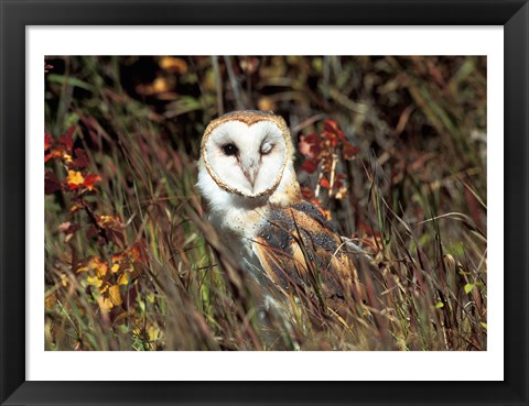 Framed Owl Print